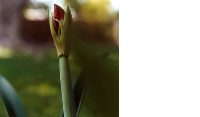 Untitled (bud) 2010 C-print Edition 6