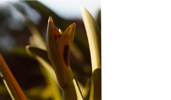 Untitled (bud2), 2010 C-print Edition 6
