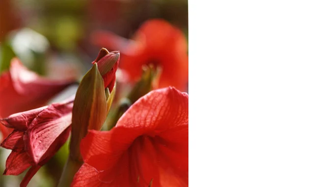 Untitled (bud3), 2010 C-print Edition 6