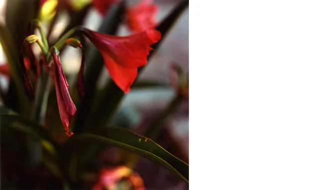 Untitled (dying bud) 2010 C-print Ediiton 6