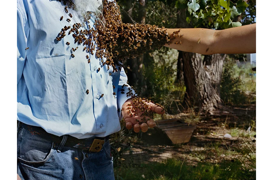 HLynton_Les,+Amber,+Honeybees,+New+Mexico.jpg