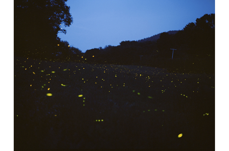 HLynton_fireflies.jpg