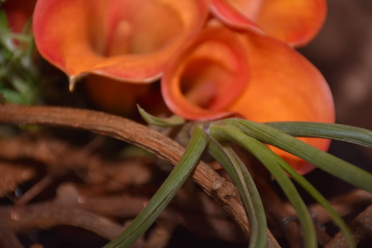 DSC_1697 copy-001.JPG