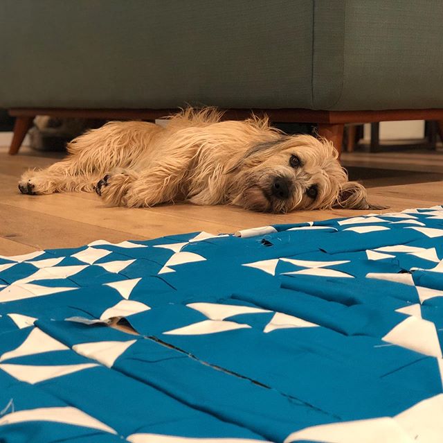Finished chain piecing all 8 panels together! Now need to press and sew the panels into a single quilt top. @timon__and__pumba are the best quilting buddies. #vintagelaceqal #vintagelacequilt #loandbeholdpatterns #almostdone #quilting #glenofimaalter