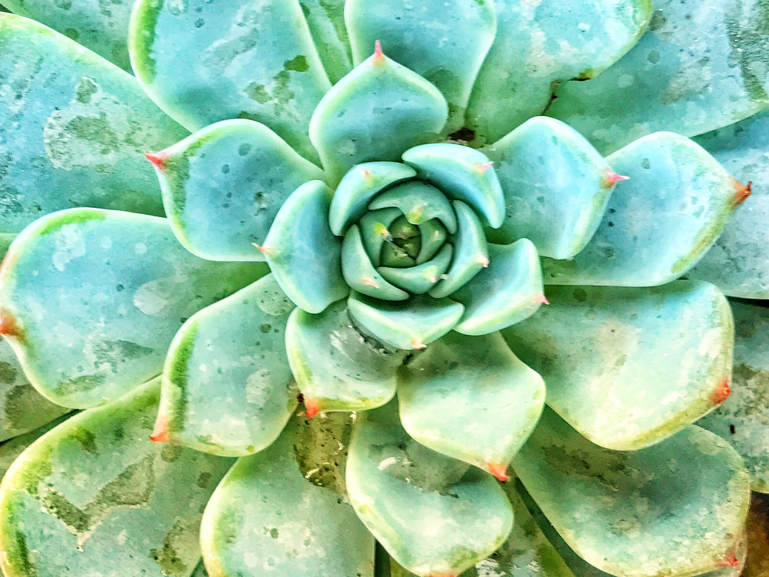 cactus.jpg