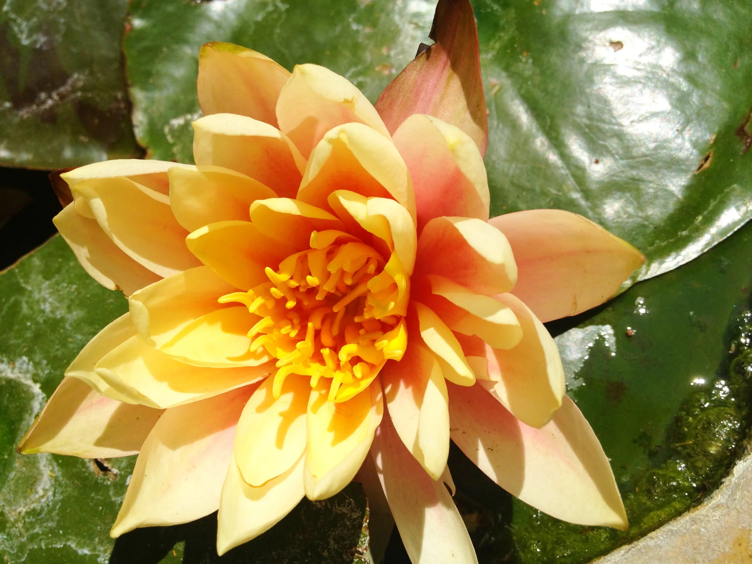 The Power of Gratitude Journaling for Busy People