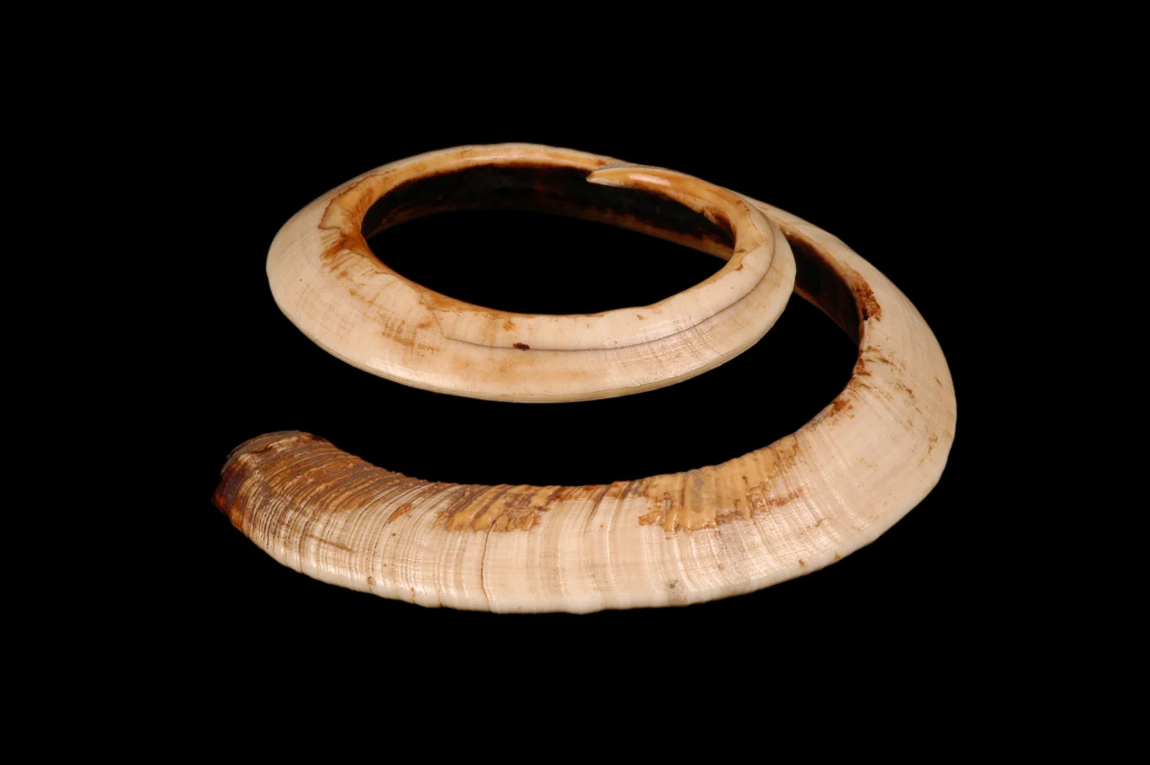  VANUATU Pig tooth bracelet. 20th century&nbsp; 