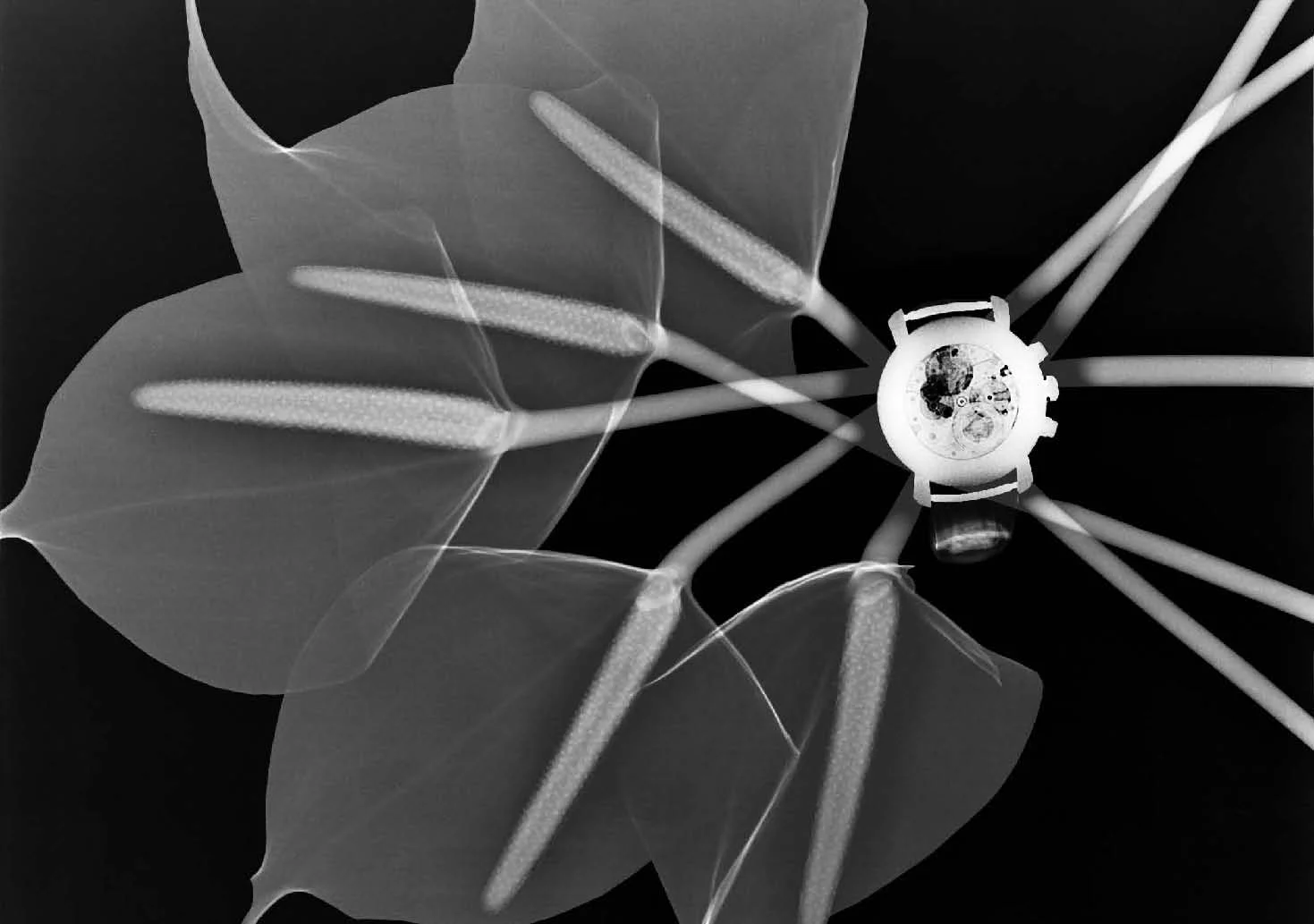  Steve Miller,&nbsp; Montre Vacheron Constantin © ICONOfly and the artist 2006 