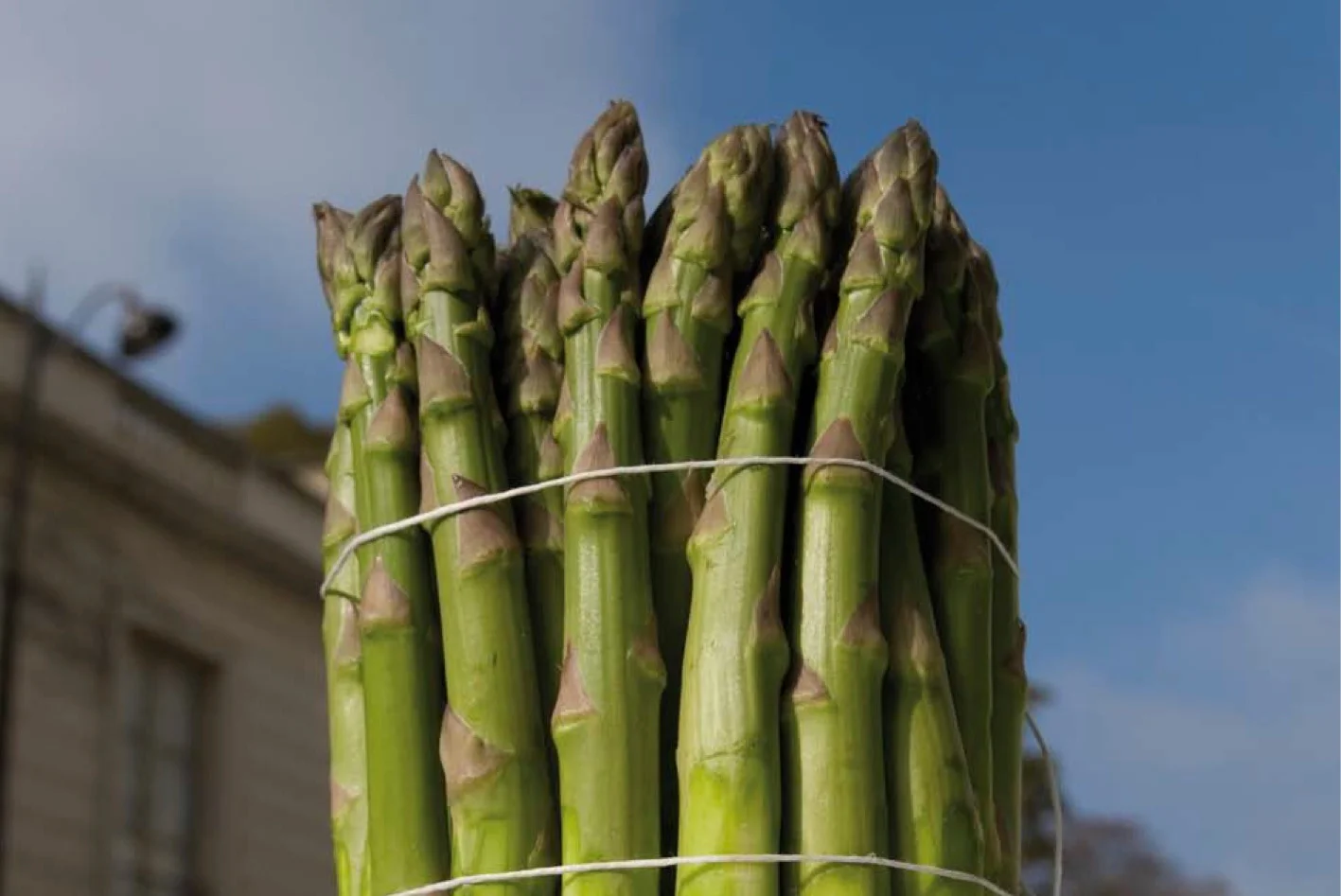 Botte_d_asperges_Alain_Passard_for_ICONOfly.jpg