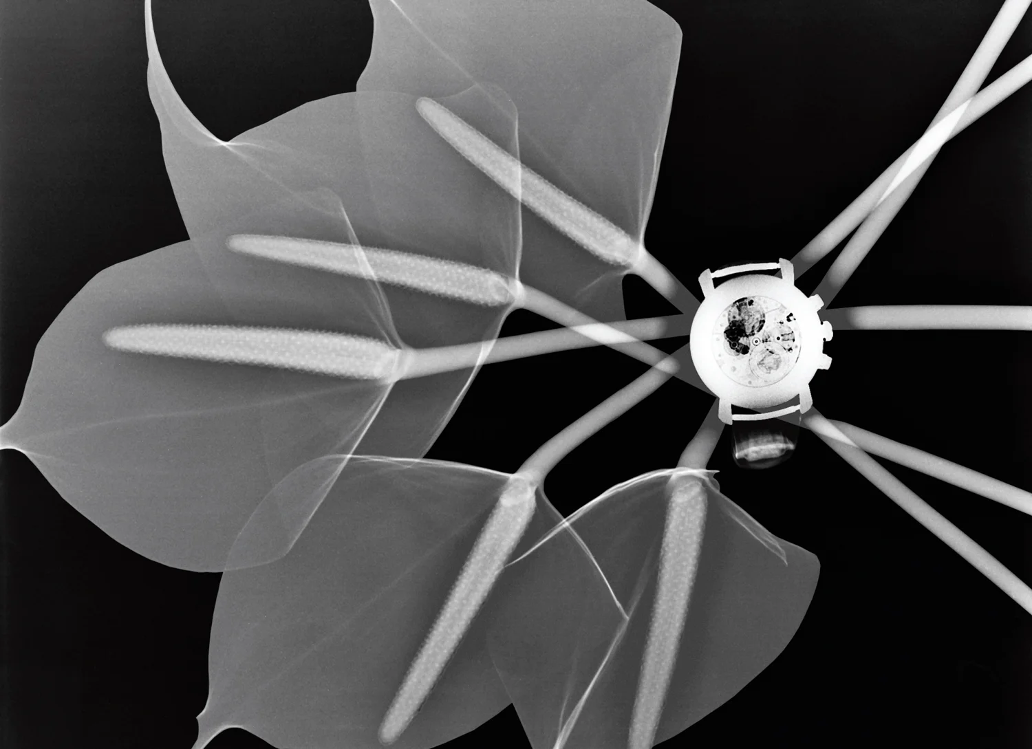 Montre Malte Chronographe — Vacheron Constantin © Steve Miller Courtesy Editions Laumont 