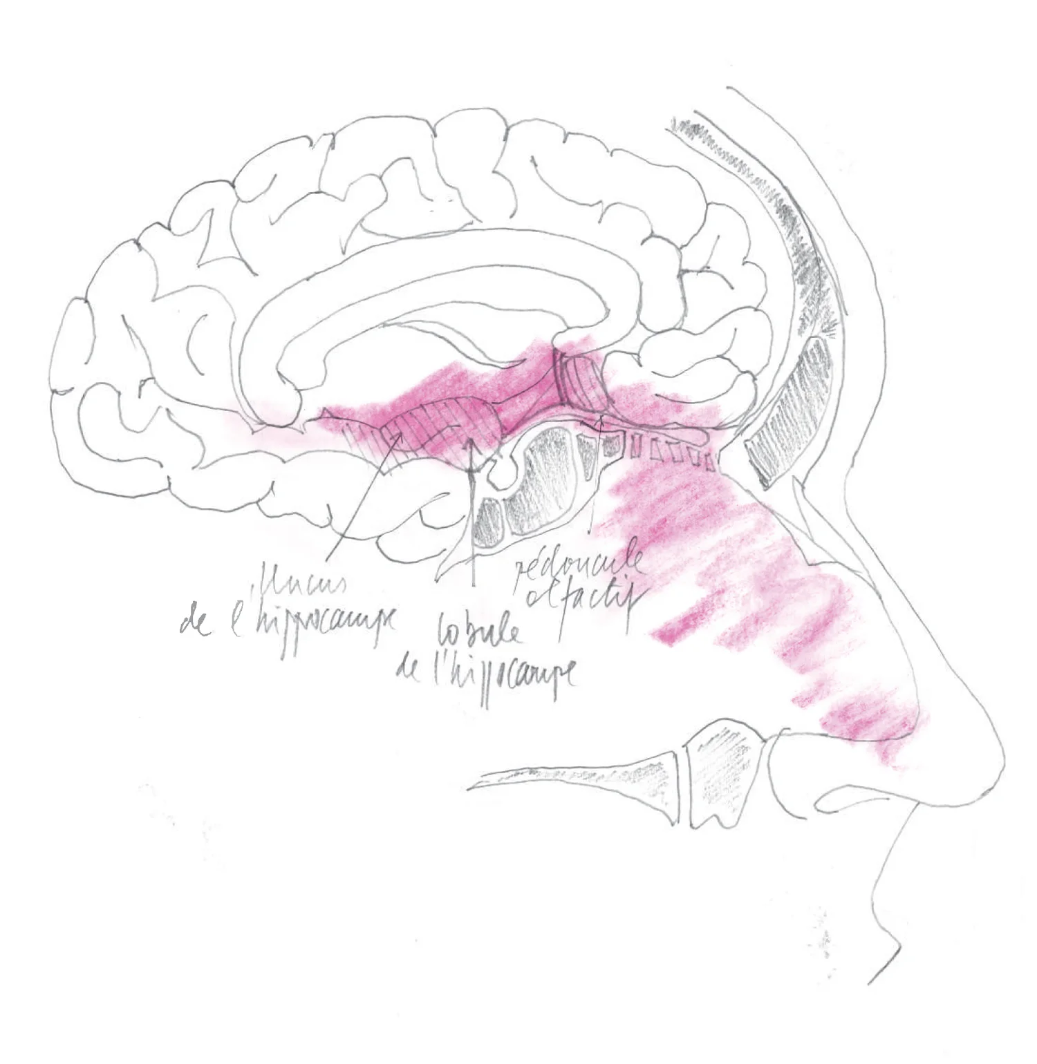 Illustration : Dr. Jean-Jacques Morel