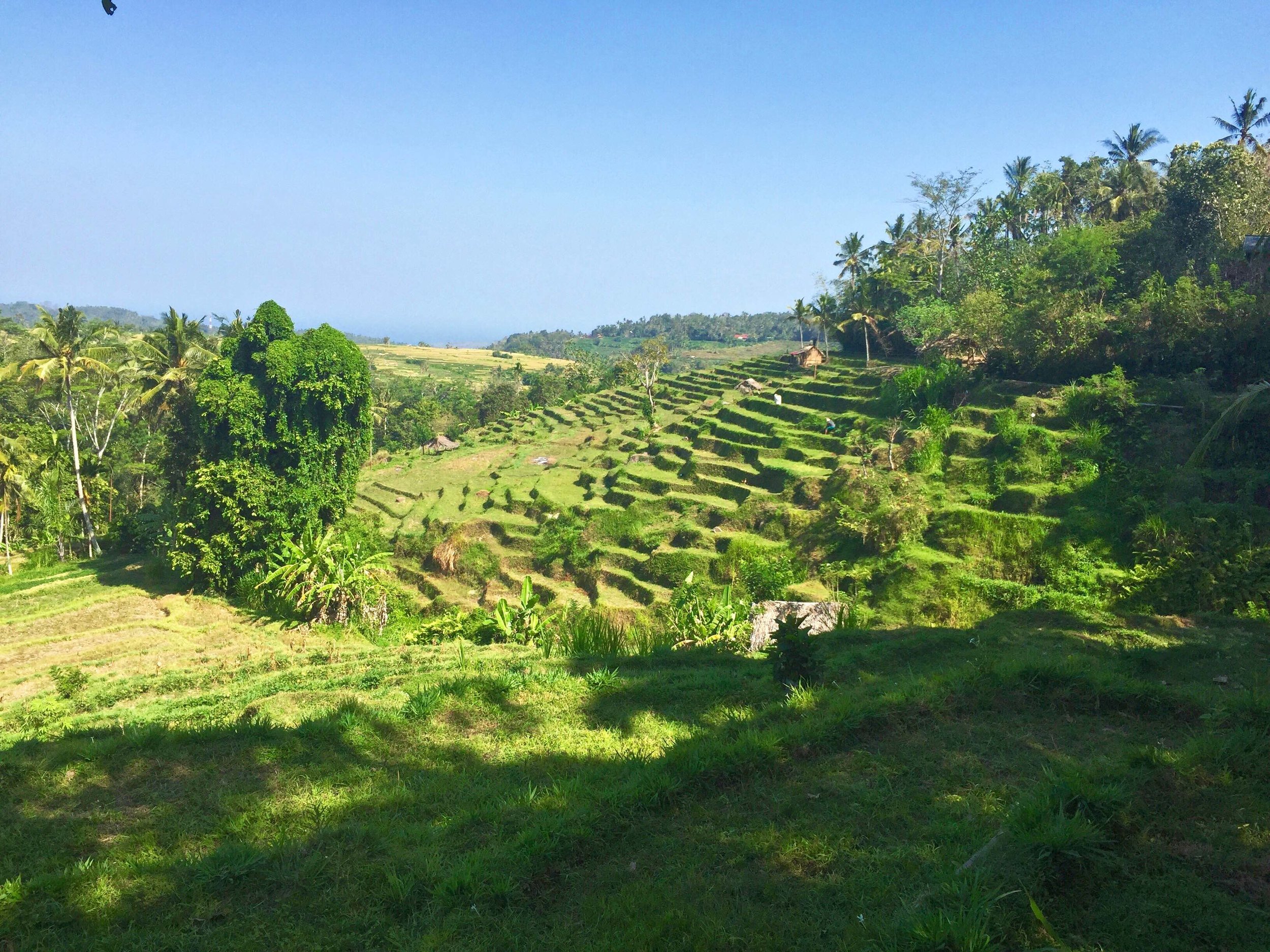rice terrace.jpg