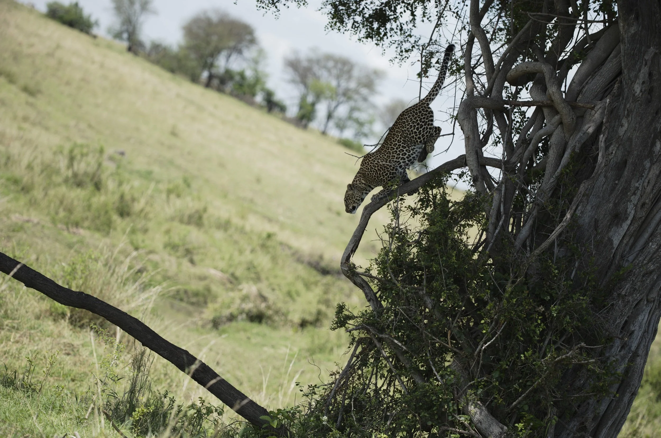 Serengeti - S3-113.jpeg