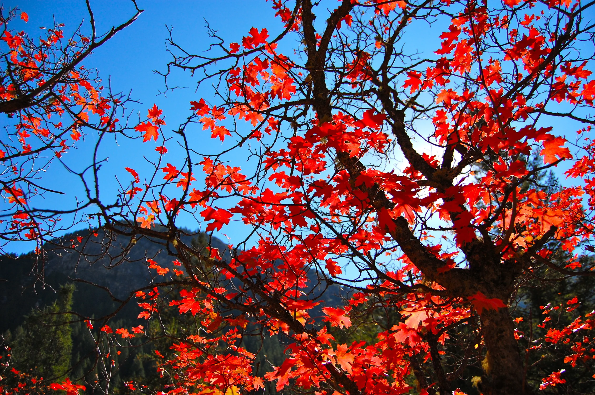 Fall leaves along the Palisades Creek Trail.