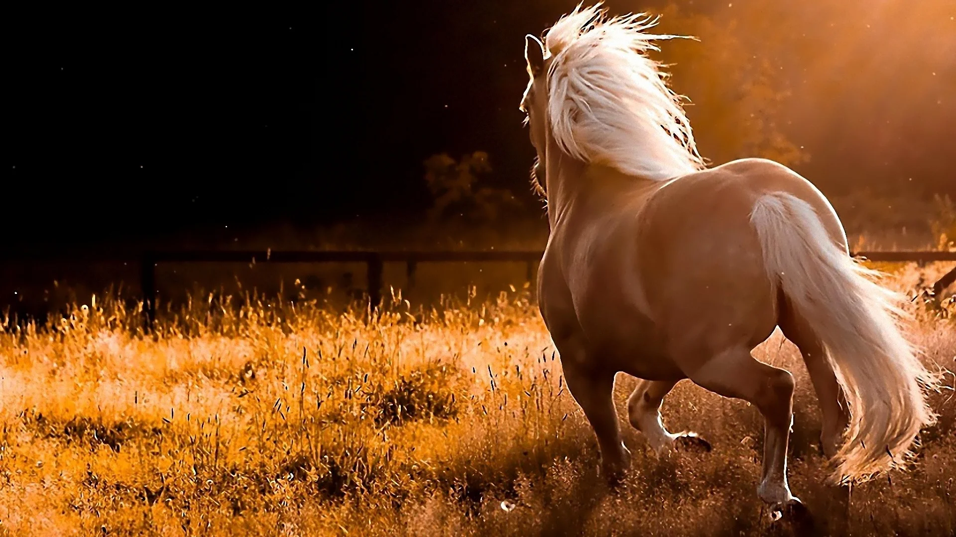 beautiful-horses-11[1].jpg