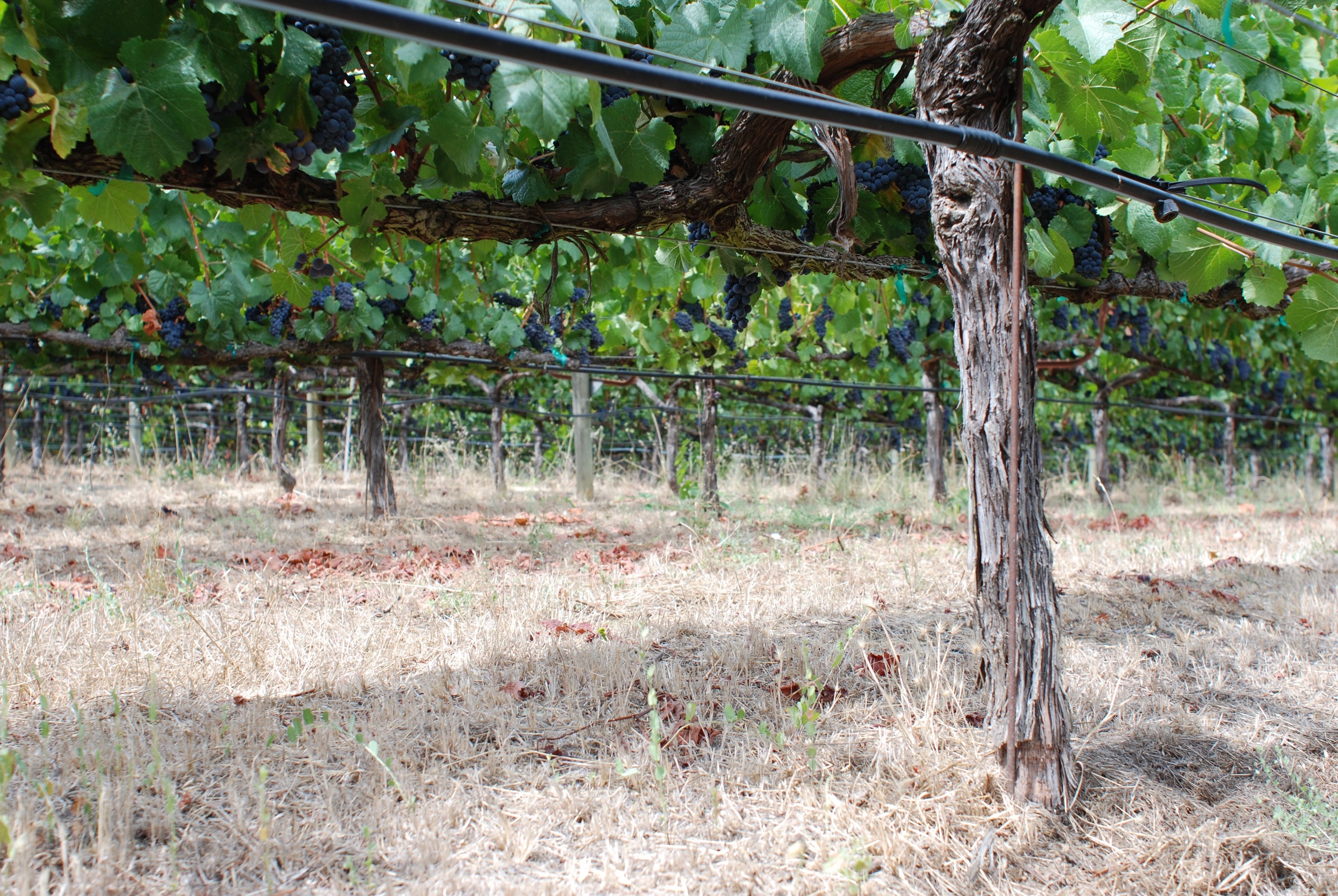Helluva Vineyard located in Anderson Valley.