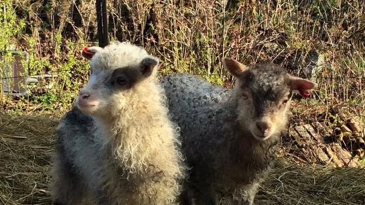 Skuldre&sjampanje - Episode 5