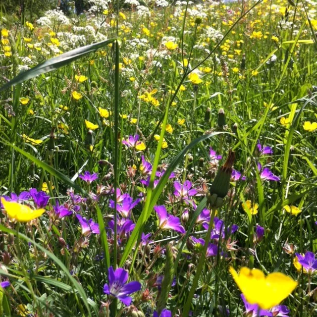Jakten på jakka - Sommerbonus