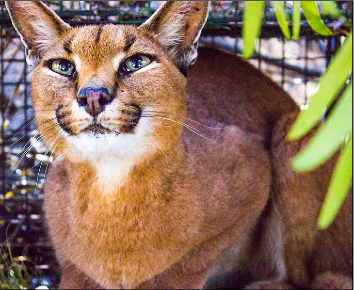 Fire Lily (aka, TMC#03) just after capture, awaiting darting so that she could be fitted with a radio-collar as part of the Urban Caracal Project.