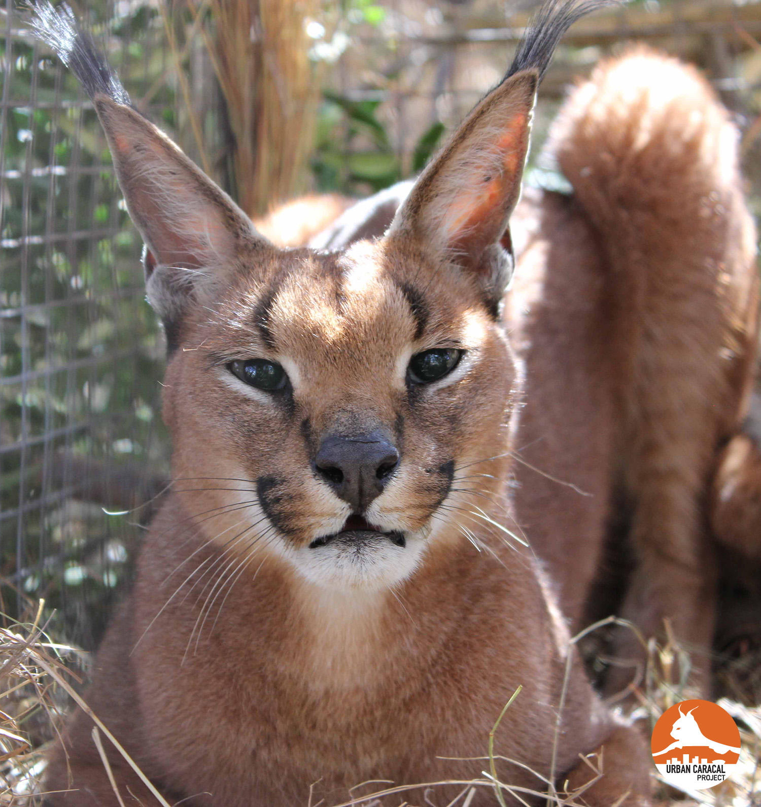 Savannah at the time of her humane capture in the Front Table area.