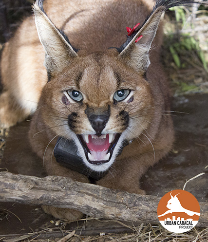 Jasper was recaptured a couple weeks after his initial capture.