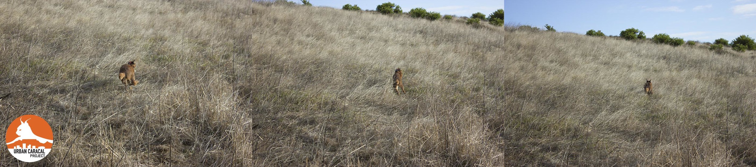Jasper takes off after being released after his second capture!
