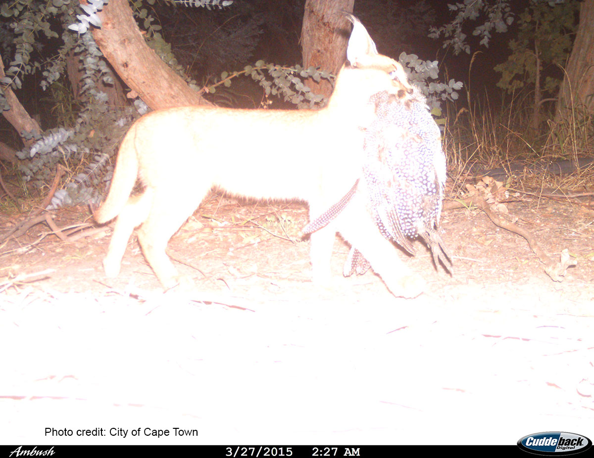 A photo captured of West before he was captured, shown here having hunted, and captured, a guinea fowl for dinner! Photo credit: City of Cape Town
