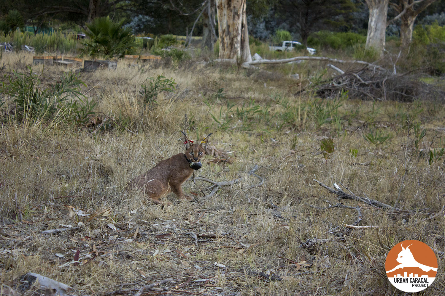 A photo of West as he walks away from his capture site. 