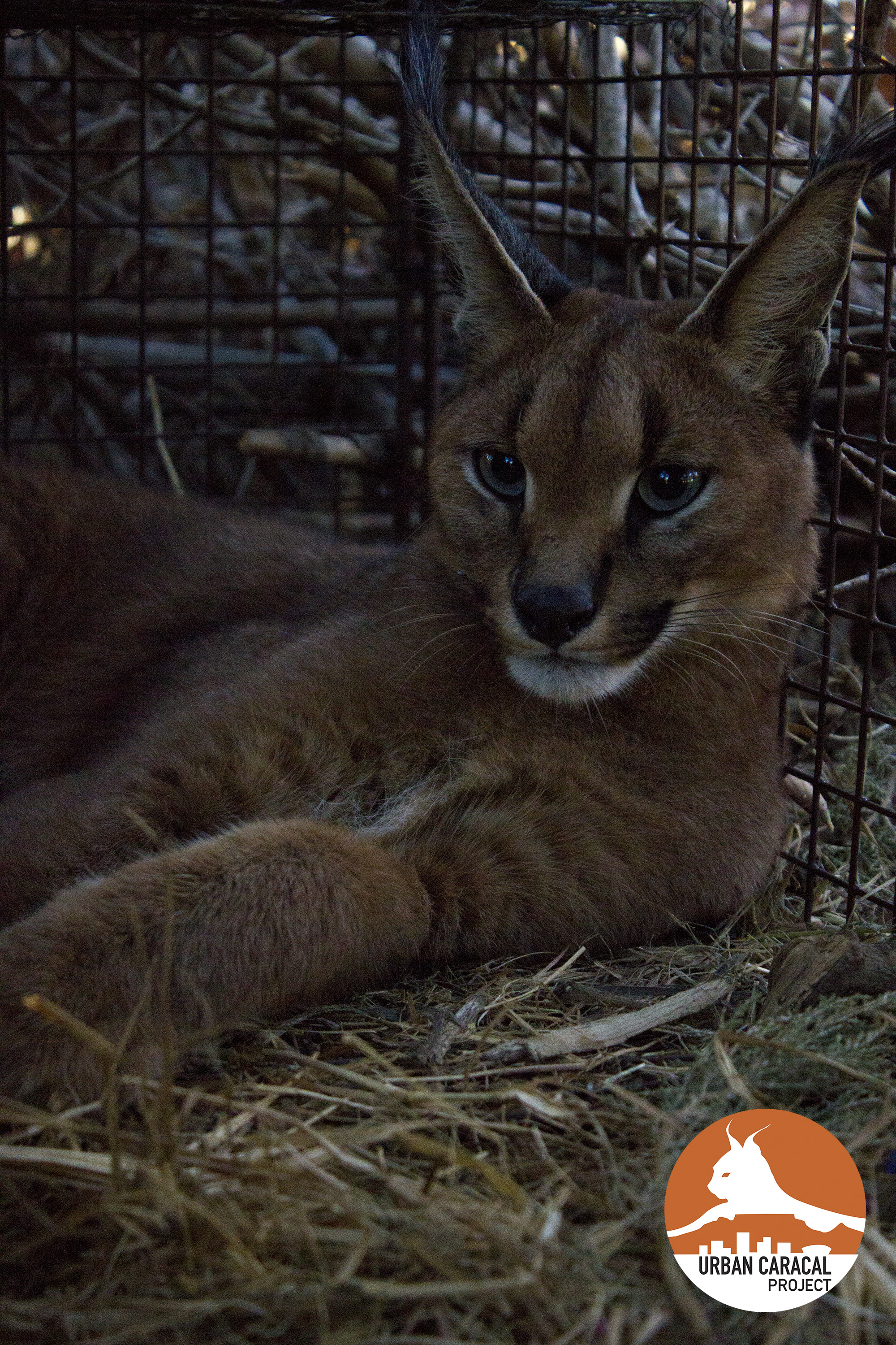 Jasper relaxes in his capture cage at the time of his humane capture in April.