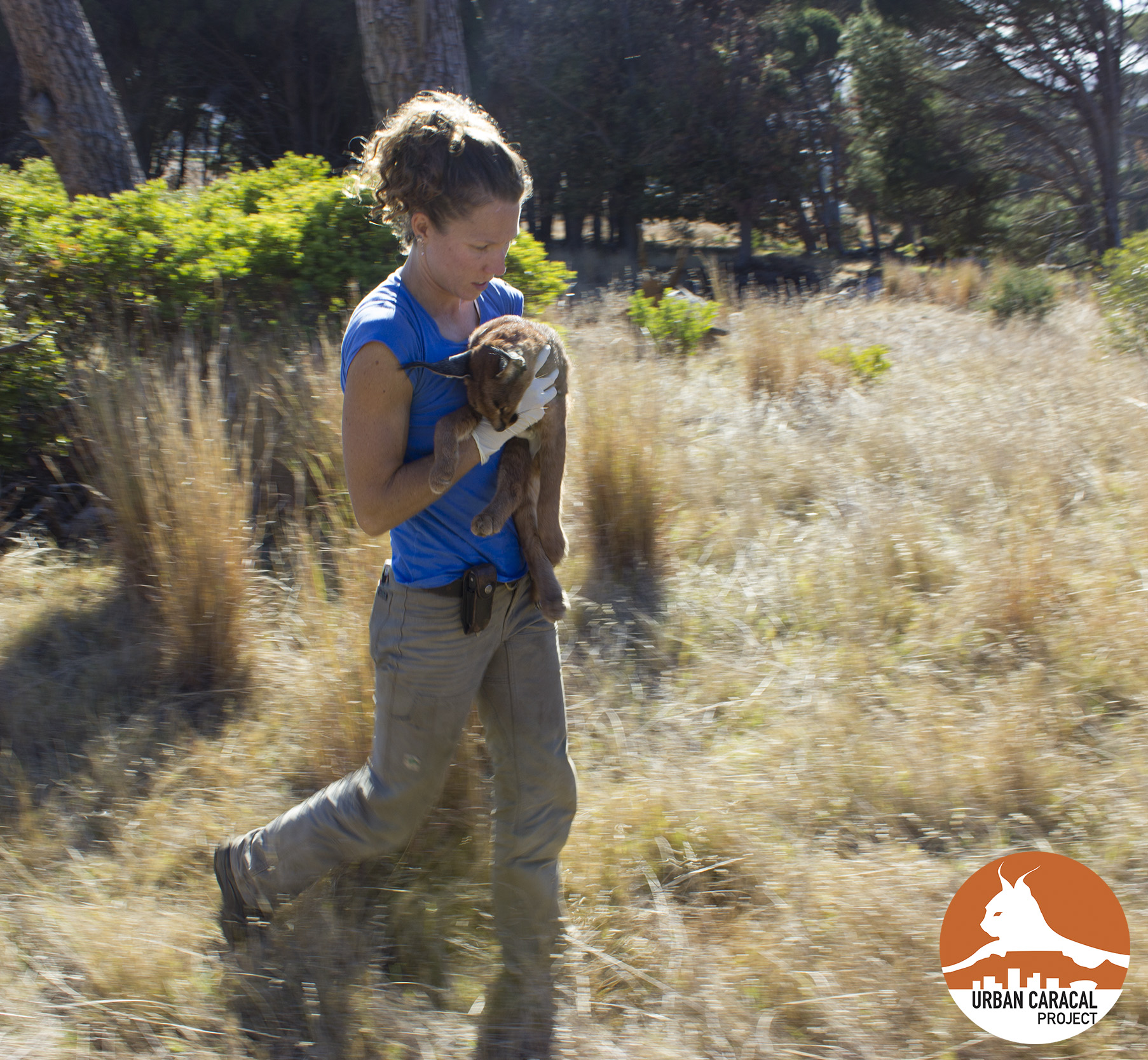 Me carrying Jasper at the time of his capture to a shady spot where we were going to fit him with a radio-collar. Given that he was a small, young male, I predicted then that he would soon be hit by a car.