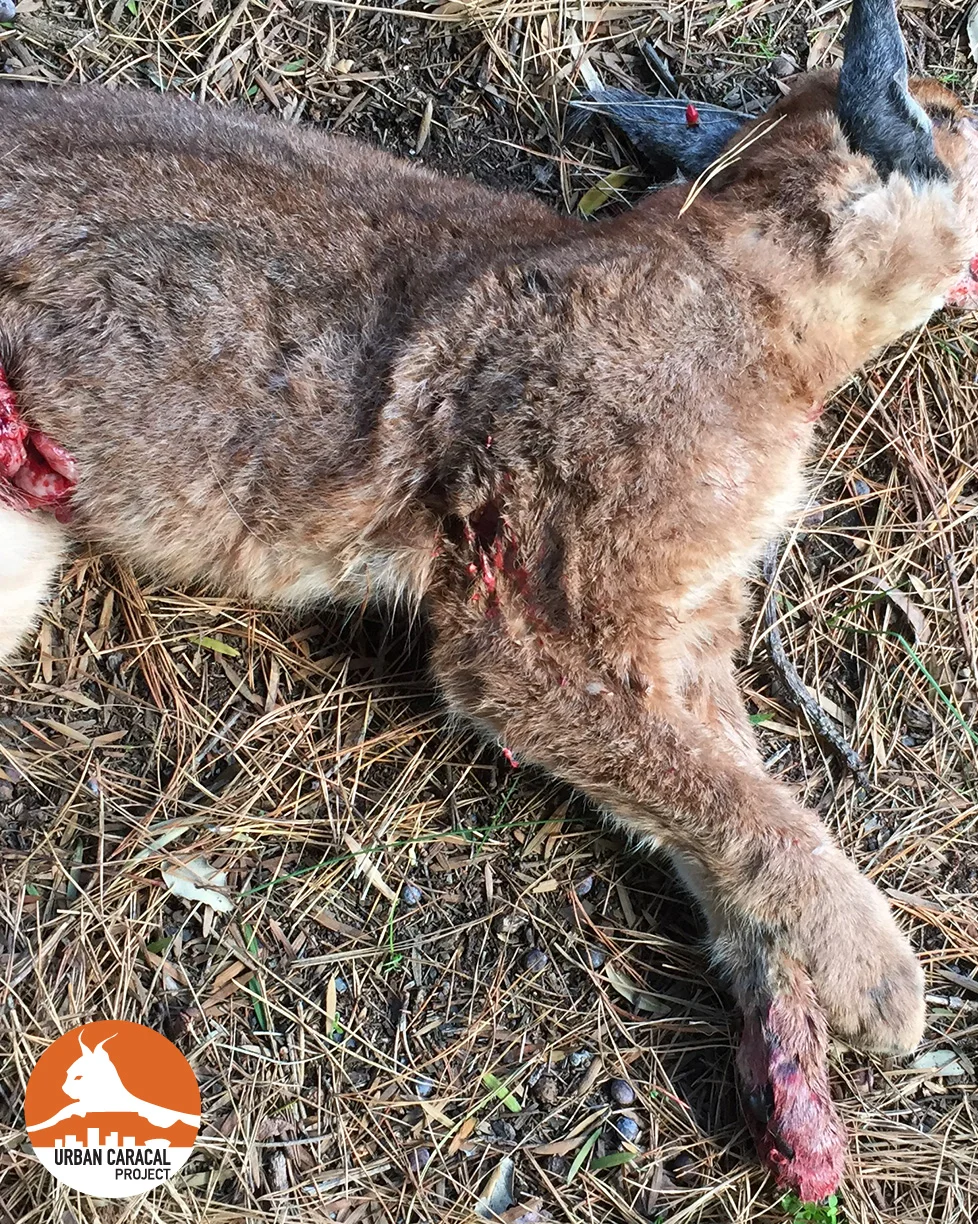 Jasper sustained significant injuries that likely caused instant death. 