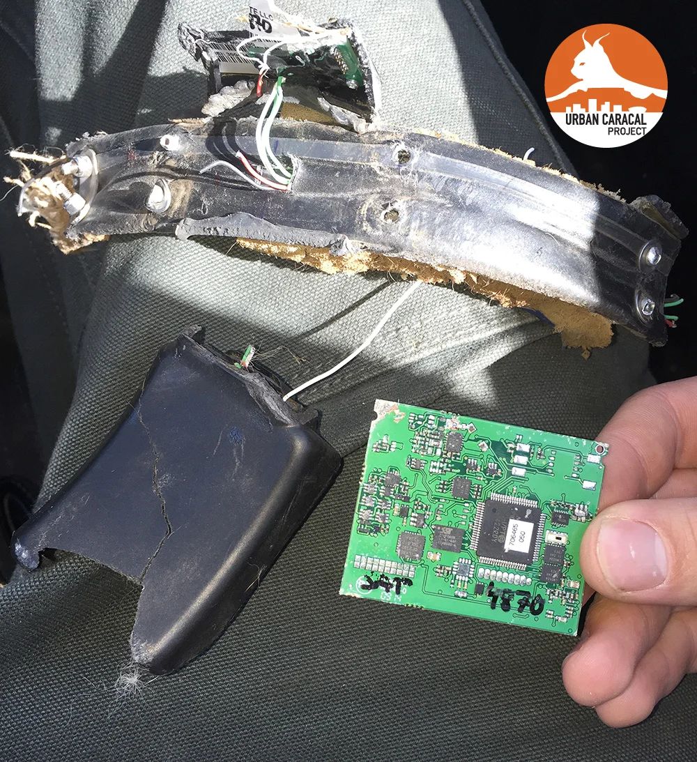 Jasper's destroyed radiocollar