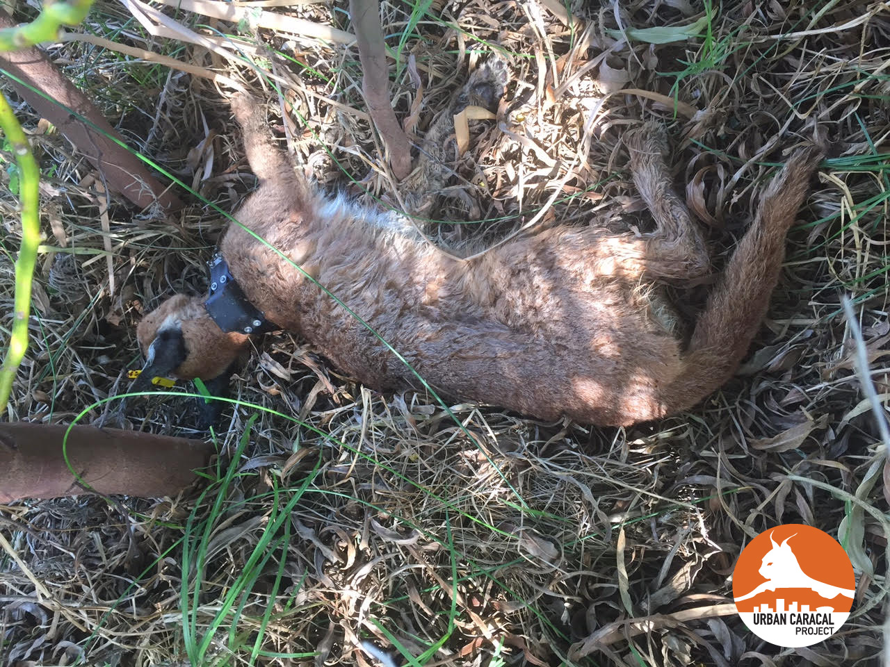 Berg Wind found dead near a reservoir in Noordhoek.