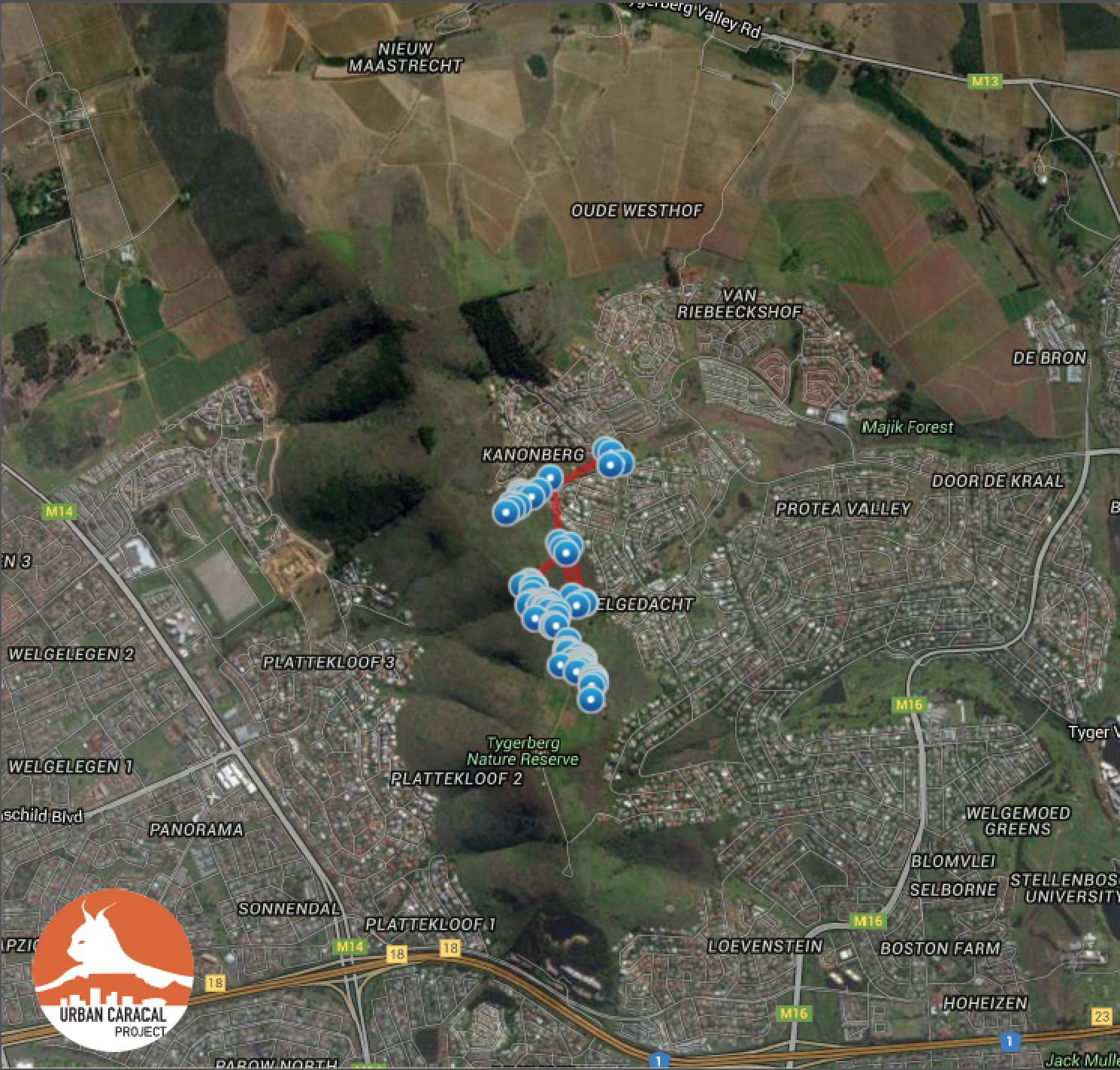 Tyger's movements for the first 10 days he was radio-collared. GPS points collected by the collar are in blue.