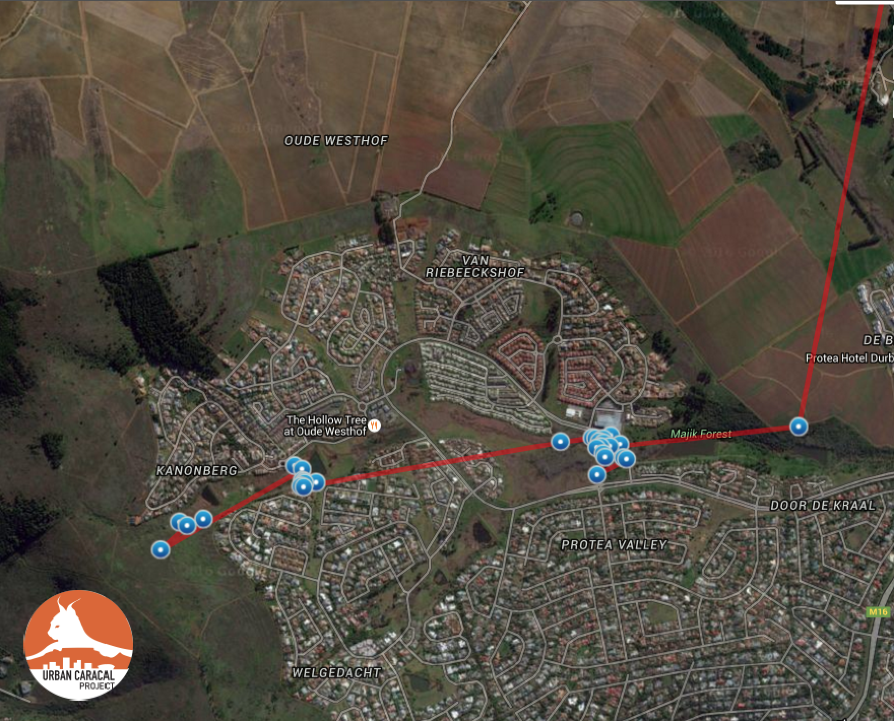 On January 3, Tyger found a little corridor out of Tygerberg he used to begin is journey. GPS points collected by the collar are in blue.