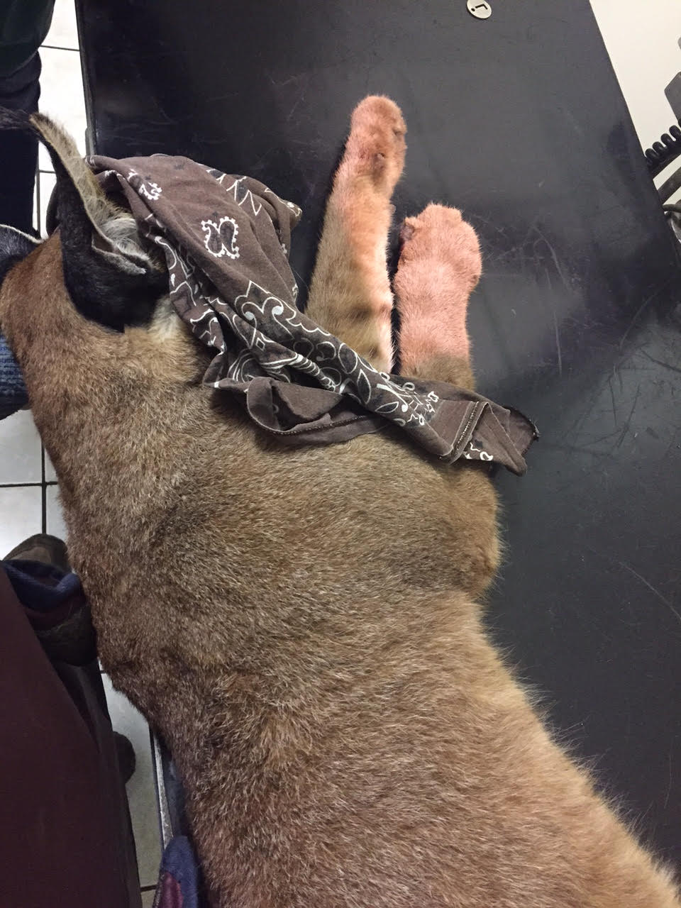 Prospero was caught on his right paw and sustained few injuries. 