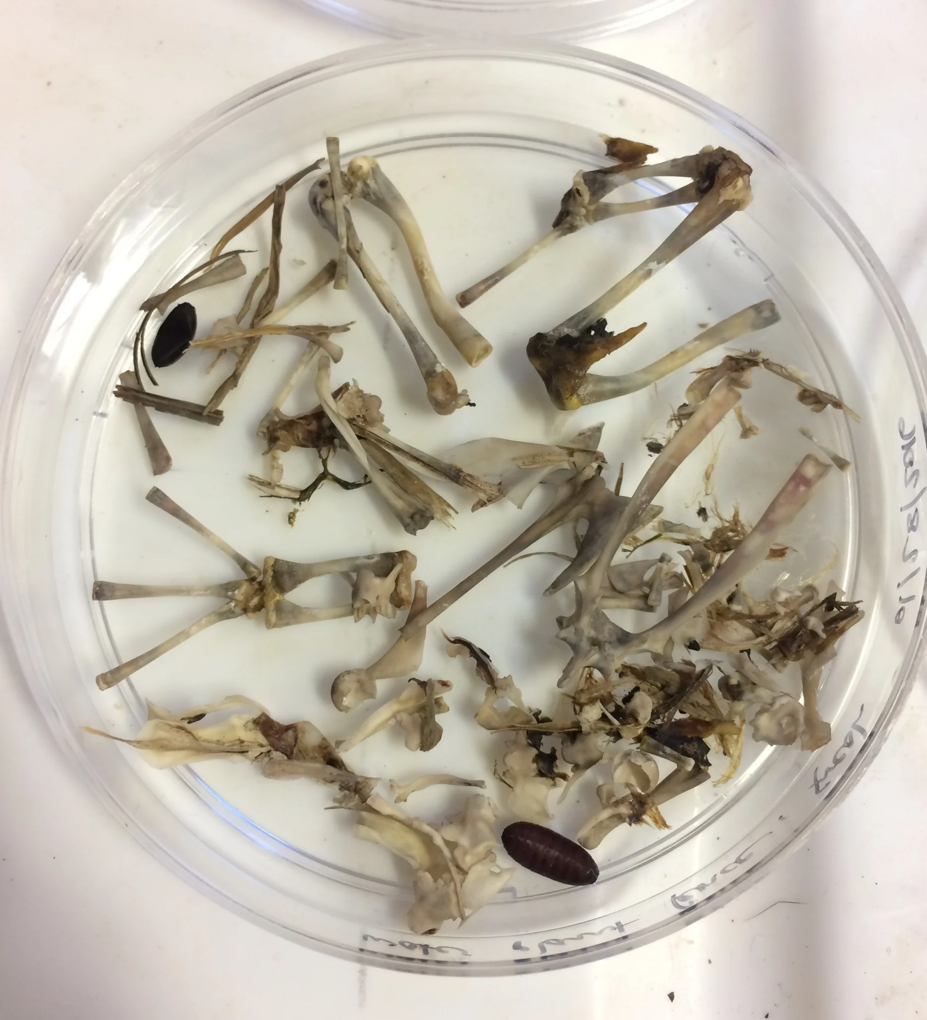 Amphibian skeleton