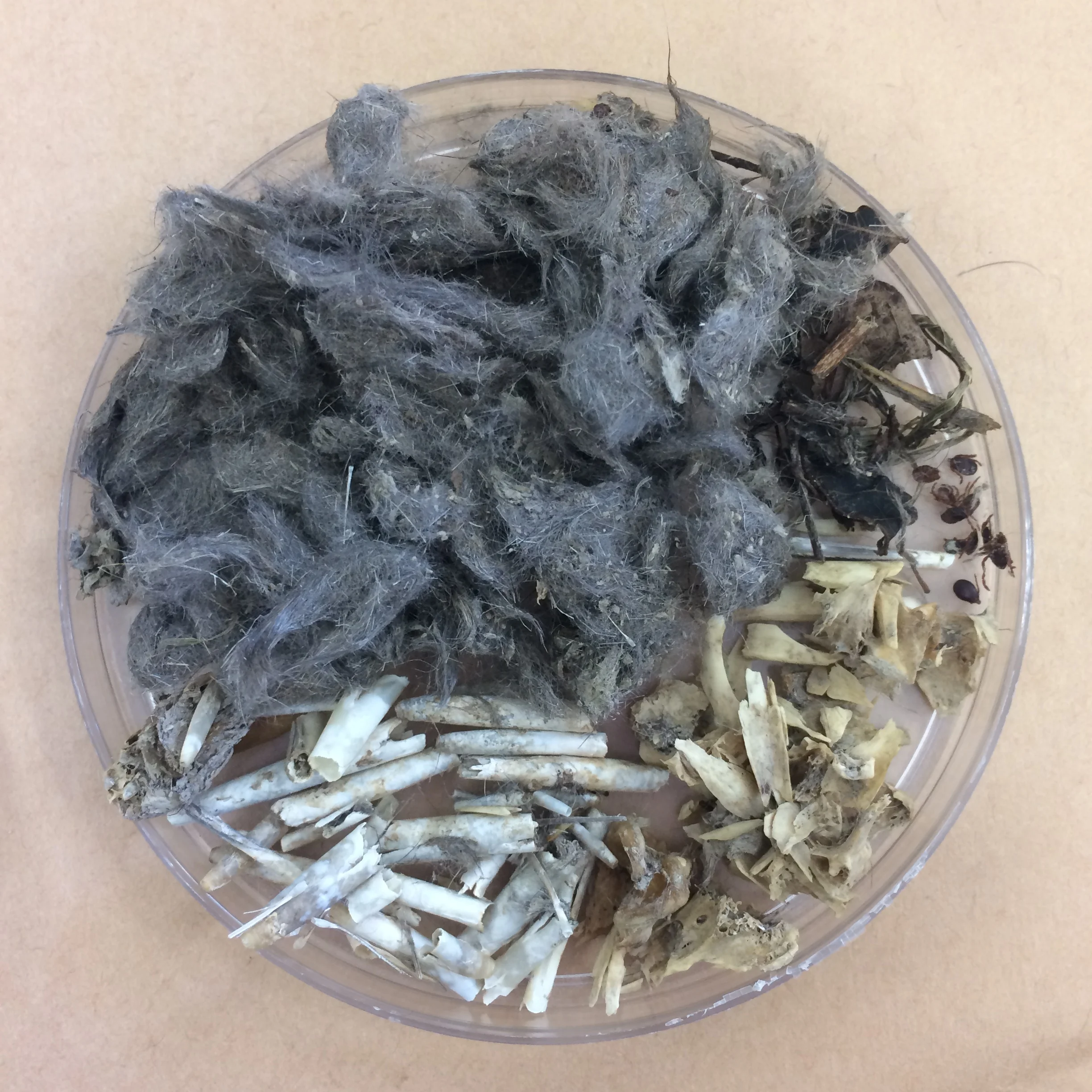 Rodent with feather fragments