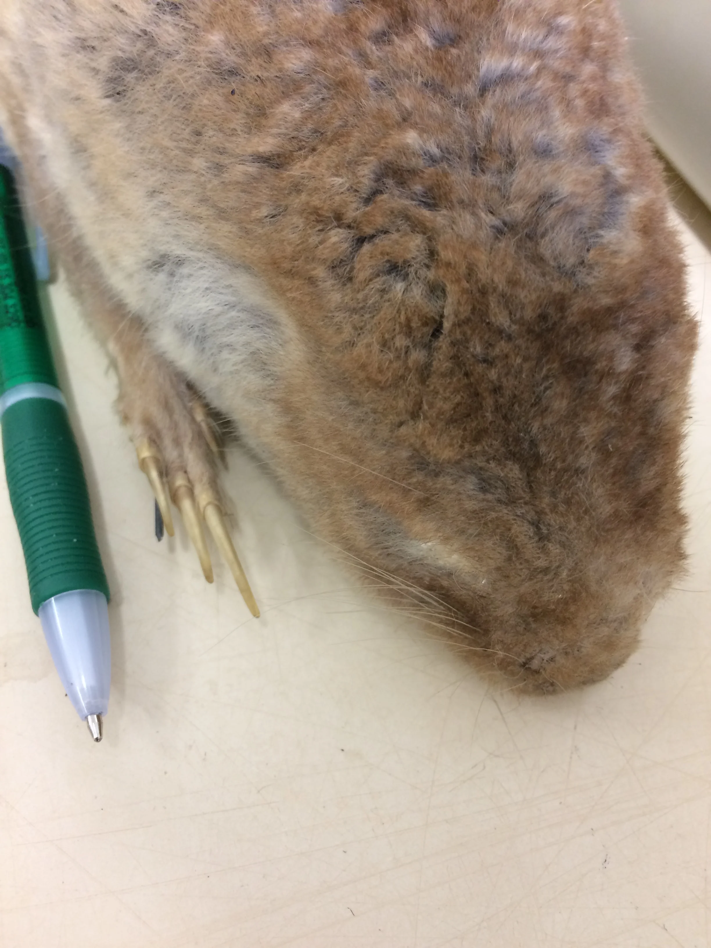 Caracal Claws And Teeth:  Can They Be Lethal? - o323cbl