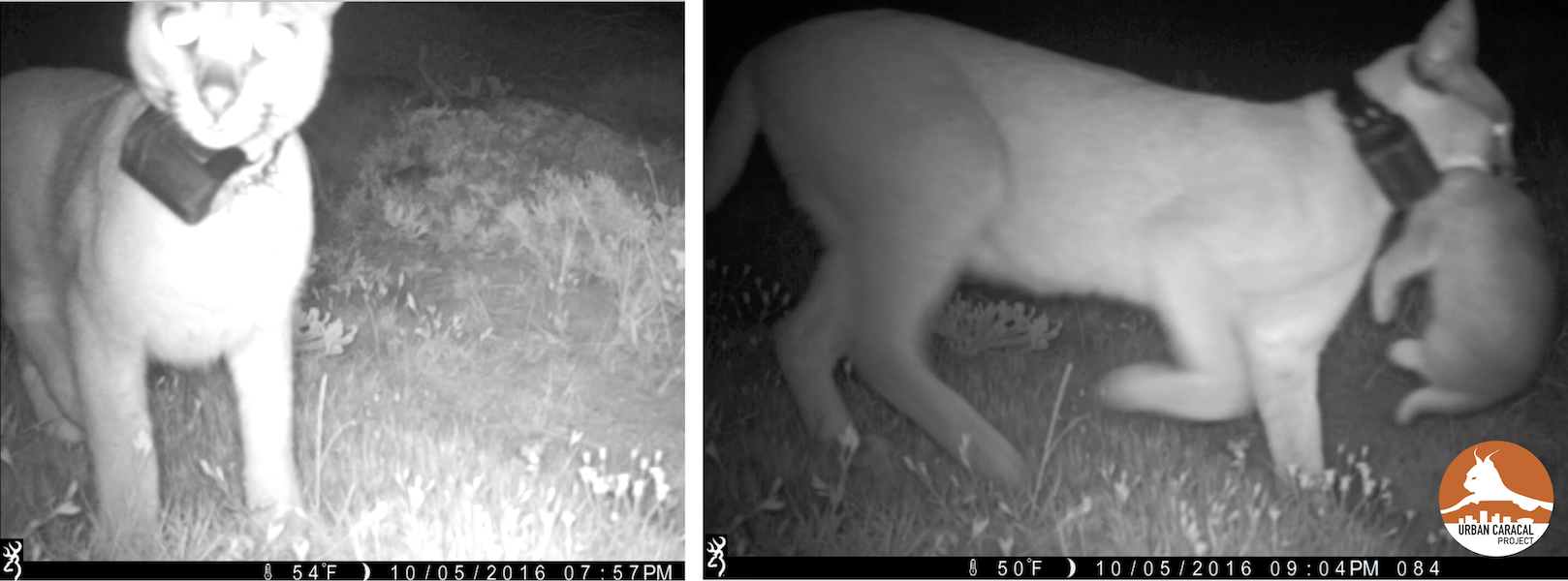Luna, suspicious of our cameras, is seen here moving her kitten to a new den site. On the left she spends significant time sniffing the camera, and an hour later moves her (big) baby!