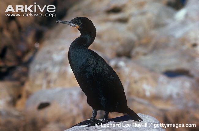 Cape cormorant