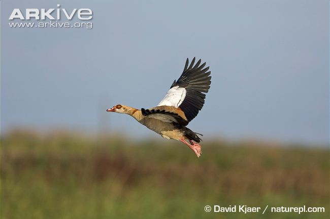 Egyptian goose