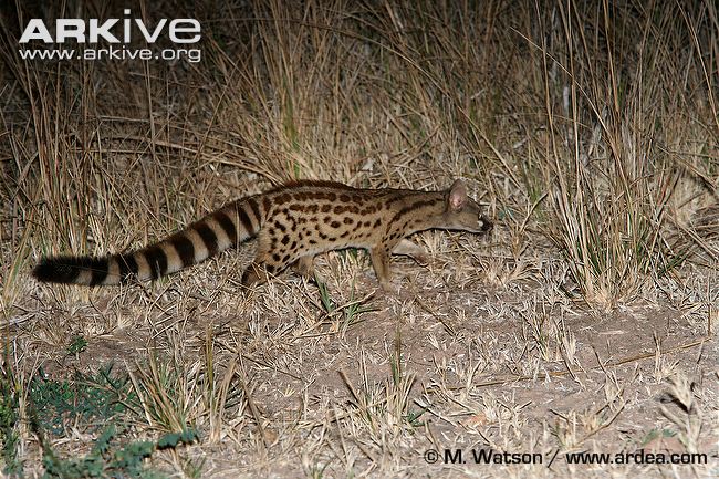 Large spotted genet