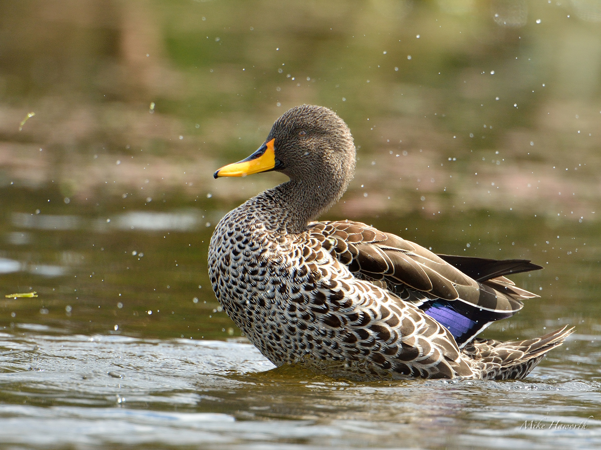 Yellow-billed duck