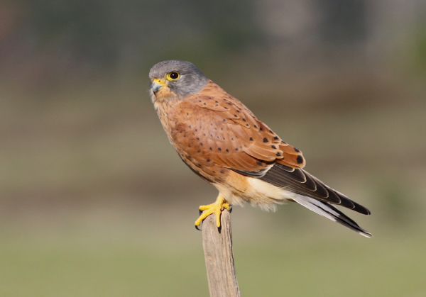 Rock kestrel