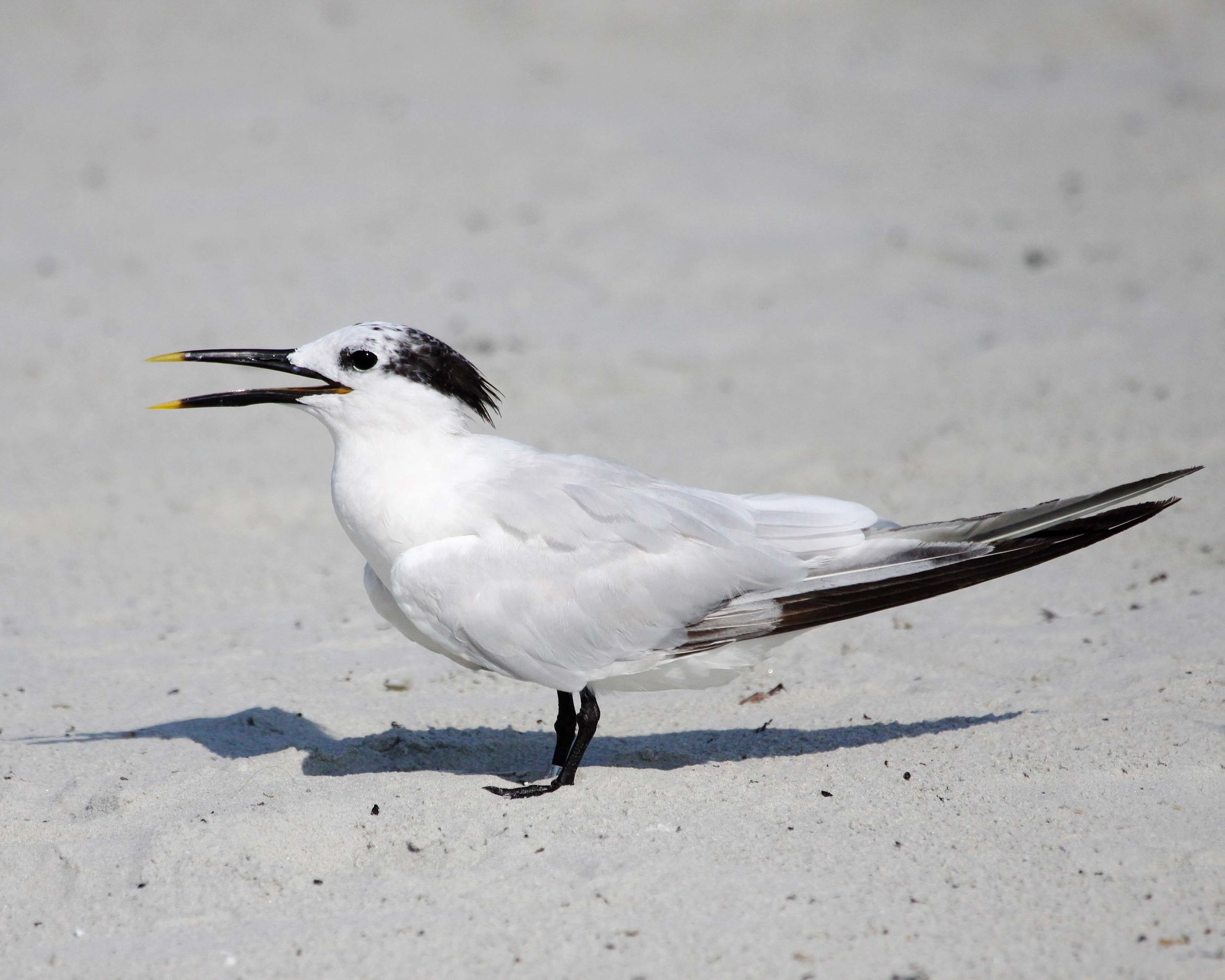 Sandwich tern