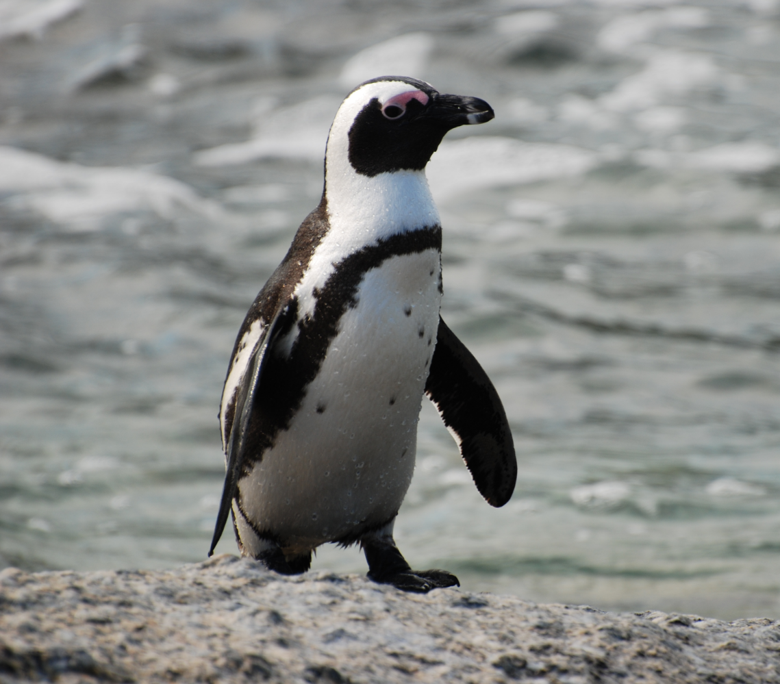 African penguin