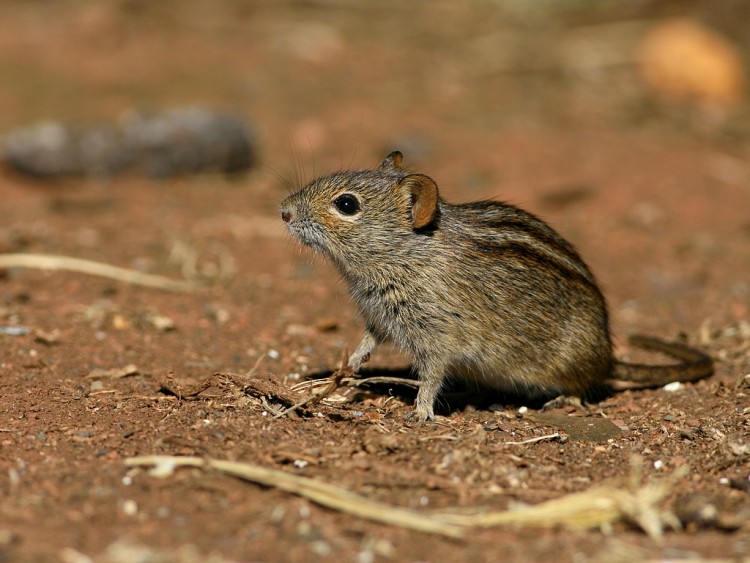Striped grass mouse