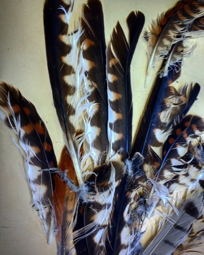 Feathers found and collected at kill site © Jessleena Suri