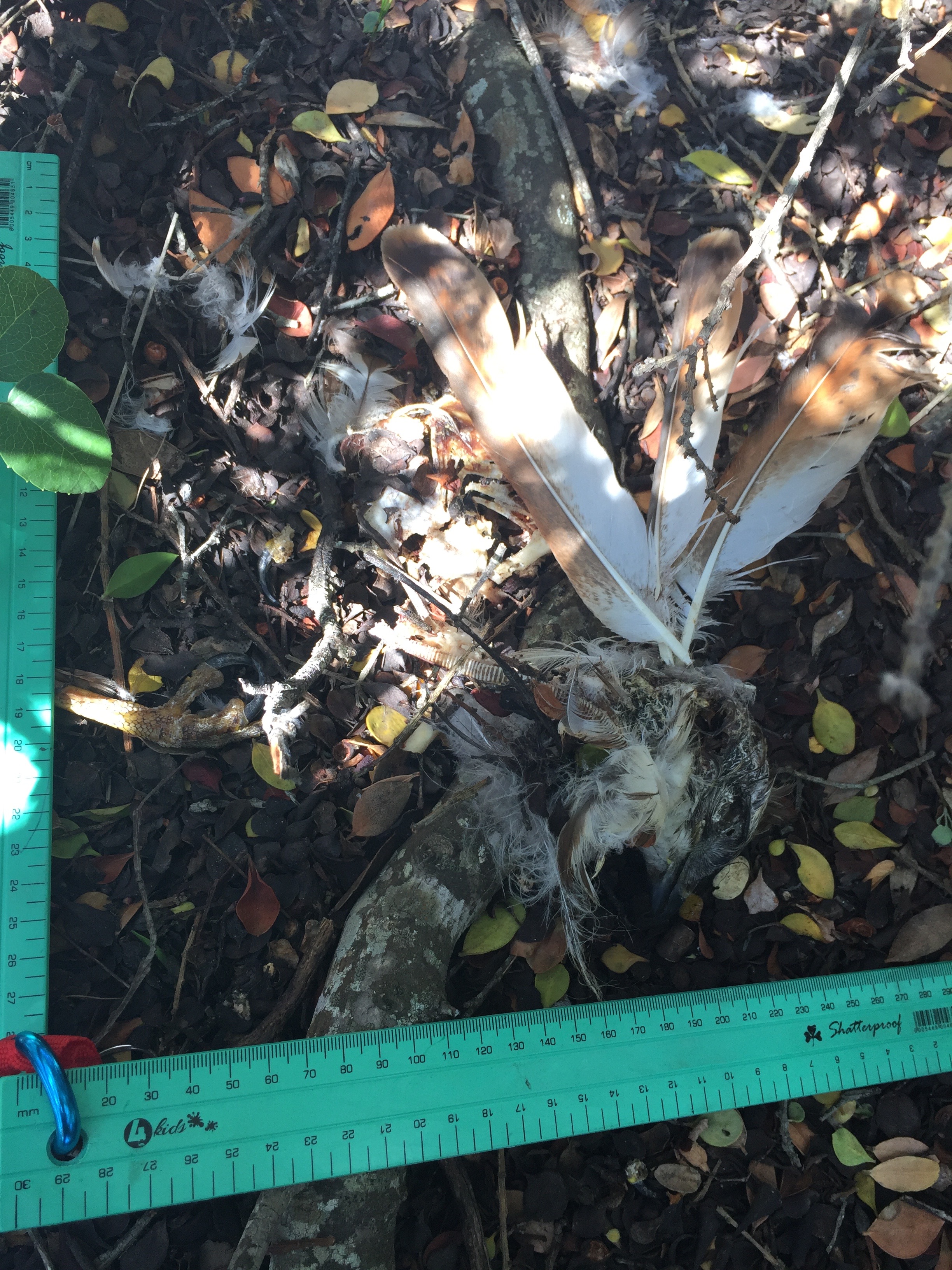 Feathers and head found in the field, but not collected